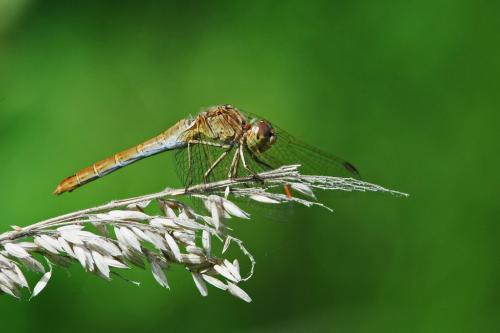 Sympetrum meridionale